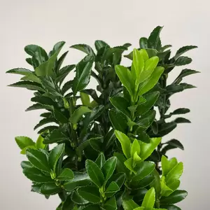 Euonymus japonicus 'Green Spire' (Pot Size 9cm) - Spindle Tree - image 1