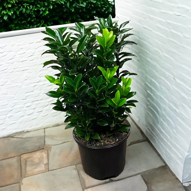 Euonymus japonicus 'Green Spire' (Pot Size 13cm) - Spindle Tree - image 2