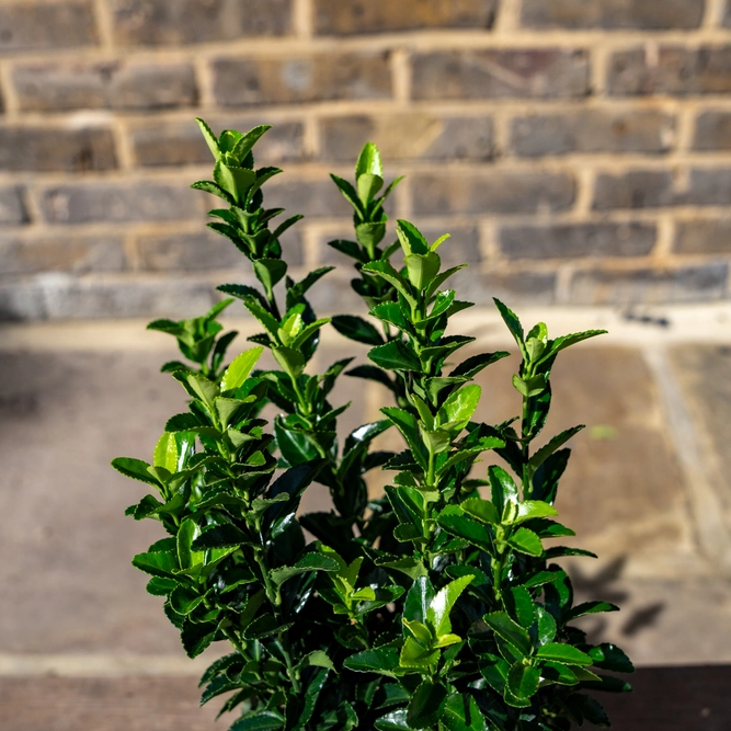 Euonymus japonicus 'Green Spire' (Pot Size 19cm) - Spindle Tree - image 5