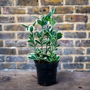 Euonymus japonicus ‘Kathy’ - Japanese Spindle