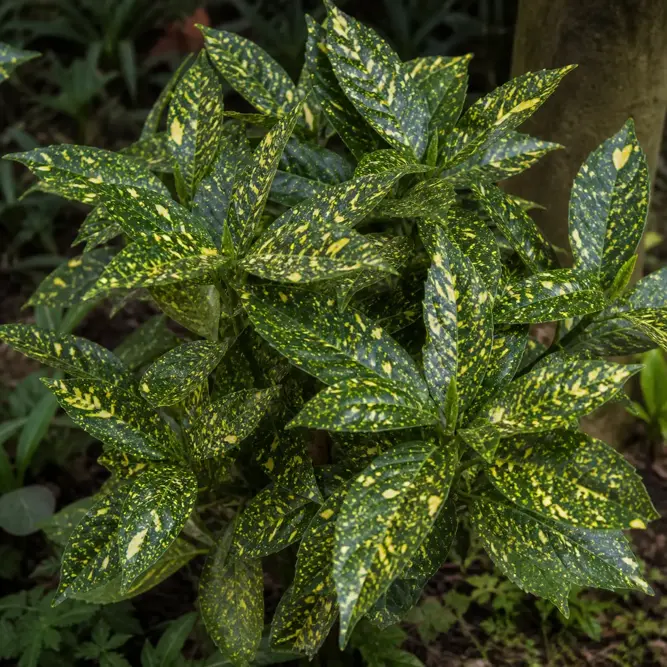 Euonymus japonicus 'Kathy' (Pot Size 3L) Japanese Spindle 'Kathy'