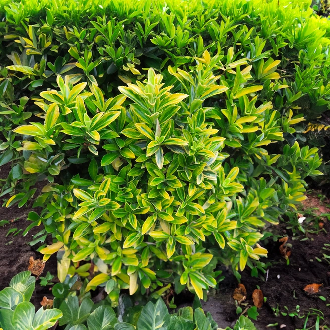 Euonymus japonicus 'Microphyllus Aureovariegatus' (13cm) Japanese Spindle Tree