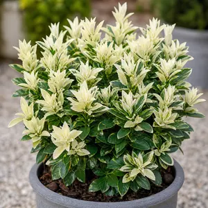 Euonymus japonicus 'Paloma Blanca' (Pot Size 3L) Japanese Spindle