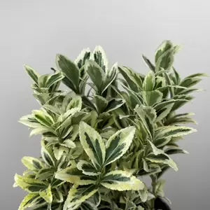 Euonymus japonicus 'White Spire' - Japanese Euonymus