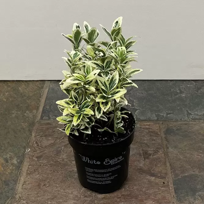 Euonymus japonicus 'White Spire' (Pot Size 2L) - Japanese Euonymus - image 3