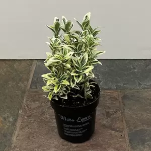 Euonymus japonicus 'White Spire' (Pot Size 2L) - Japanese Euonymus - image 3