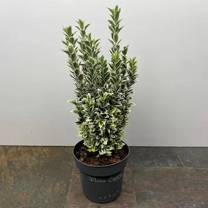 Euonymus japonicus 'White Spire' (Pot Size 2L) - Japanese Euonymus - image 4