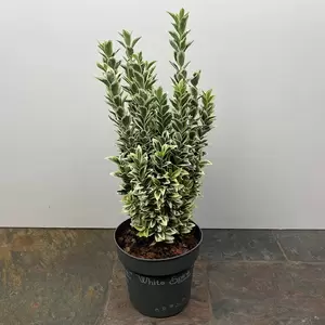 Euonymus japonicus 'White Spire' (Pot Size 2L) - Japanese Euonymus - image 4