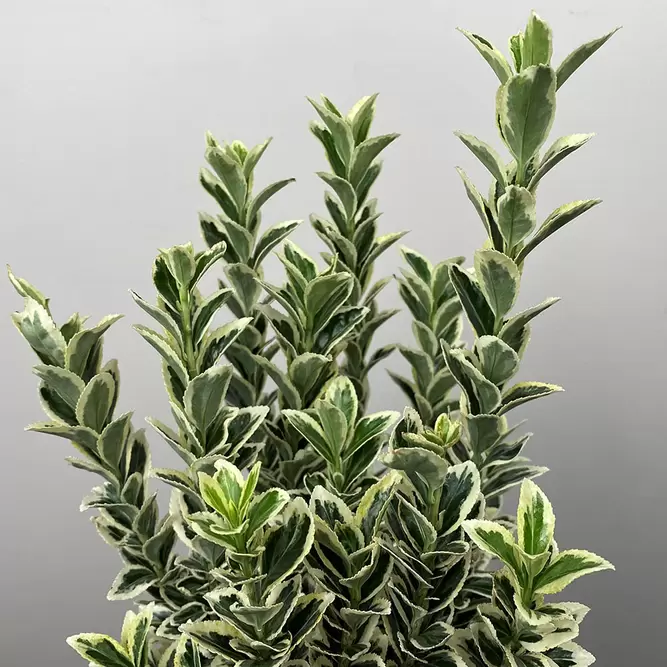 Euonymus japonicus 'White Spire' (Pot Size 2L) - Japanese Euonymus - image 5