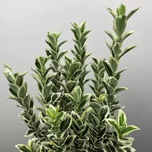 Euonymus japonicus 'White Spire' (Pot Size 2L) - Japanese Euonymus - image 5