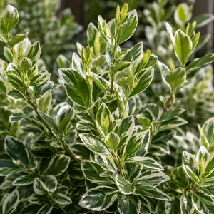 Euonymus japonicus 'White Spire' - Japanese Euonymus