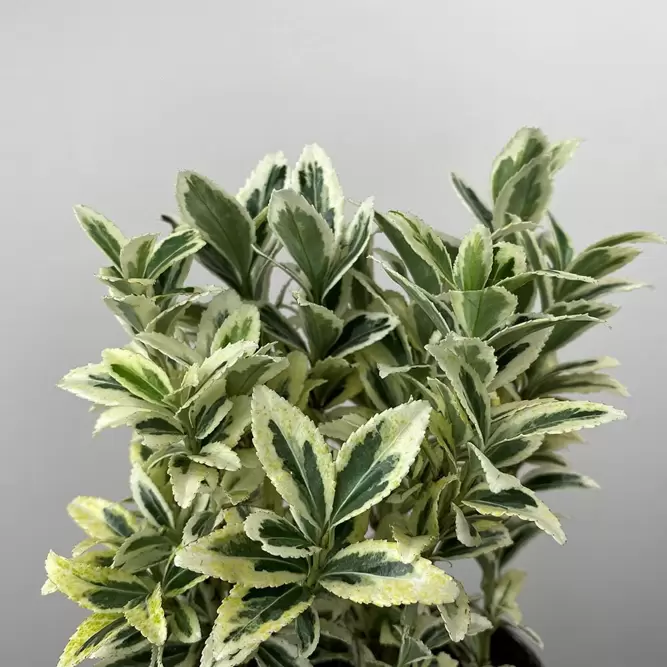 Euonymus japonicus 'White Spire' (Pot Size 2ltr) - Japanese Euonymus