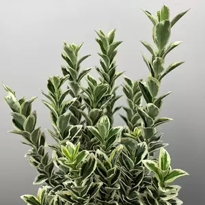 Euonymus japonicus 'White Spire' (Pot Size 17cm) - Japanese Euonymus - image 2
