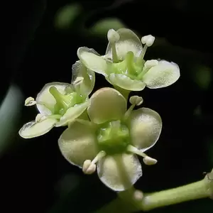 Euonymus japonicus 'White Spire' (Pot Size 9cm) - Japanese Euonymus - image 3