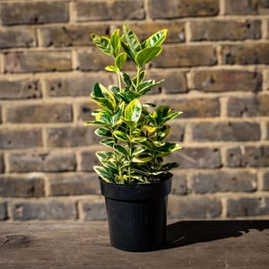 Euonymus Marieke - Japanese Spindle