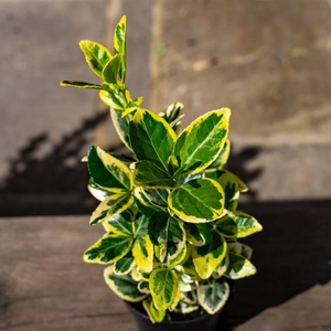Euonymus marieke (Pot Size 13cm) - Japanese Spindle - image 2