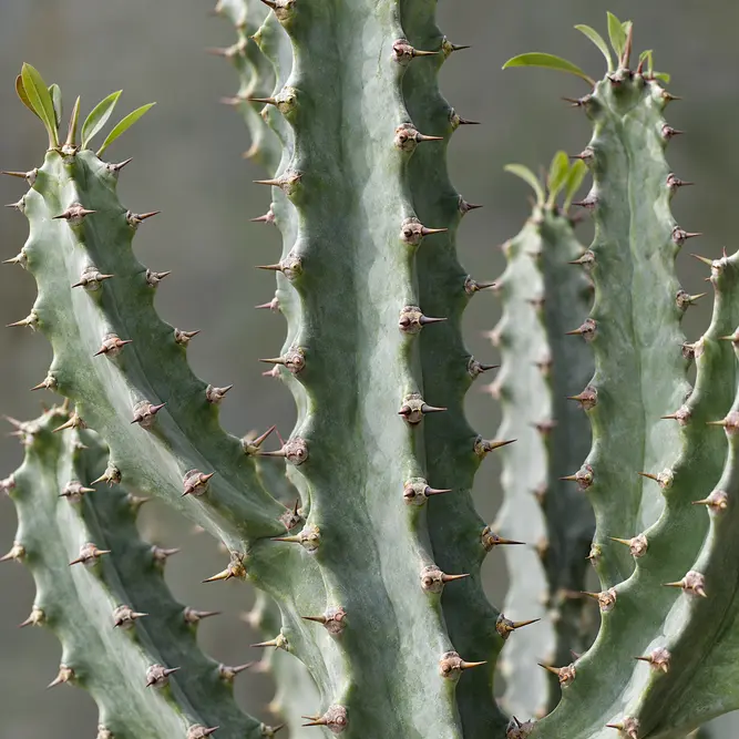 Euphorbia abyssinica Pot Size 27cm) Desert candle