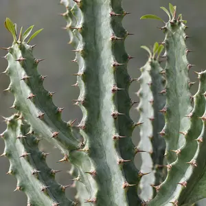 Euphorbia abyssinica Pot Size 27cm) Desert candle