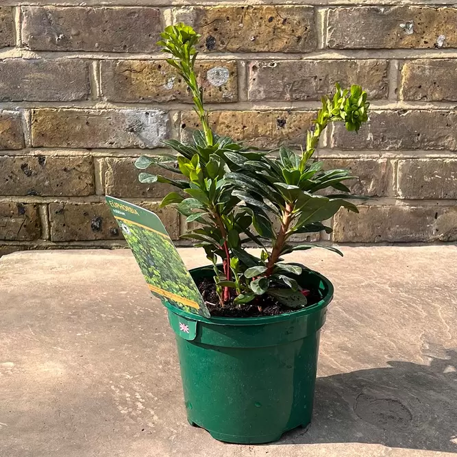 Euphorbia amygdaloides var. robbiae  (Pot Size 2L) - Wood Spurge - image 1