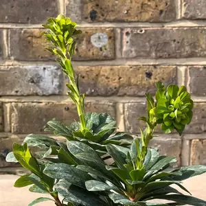 Euphorbia amygdaloides var. robbiae  (Pot Size 2L) - Wood Spurge - image 3