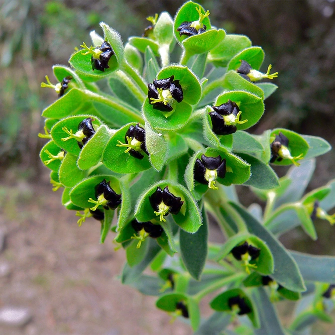 Euphorbia 'Black Pearl' available at Boma Garden Centre image by Bernard DUPONT