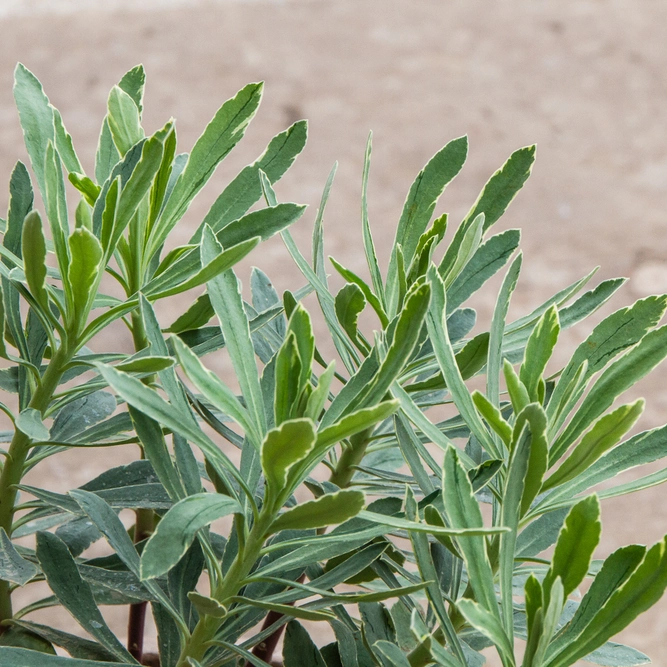 Mediterranean Spurge - Euphorbia characias 'Silver Edge'