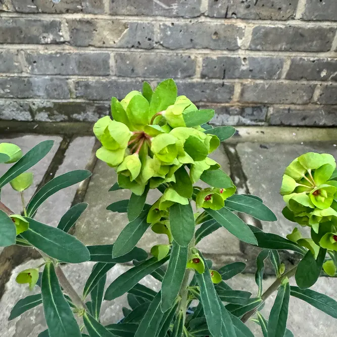 Euphorbia 'Cornigera' (Pot Size 2L) - image 1