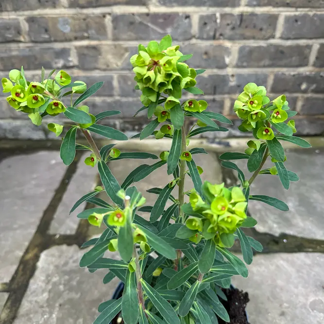 Euphorbia 'Cornigera' (Pot Size 2L) - image 2