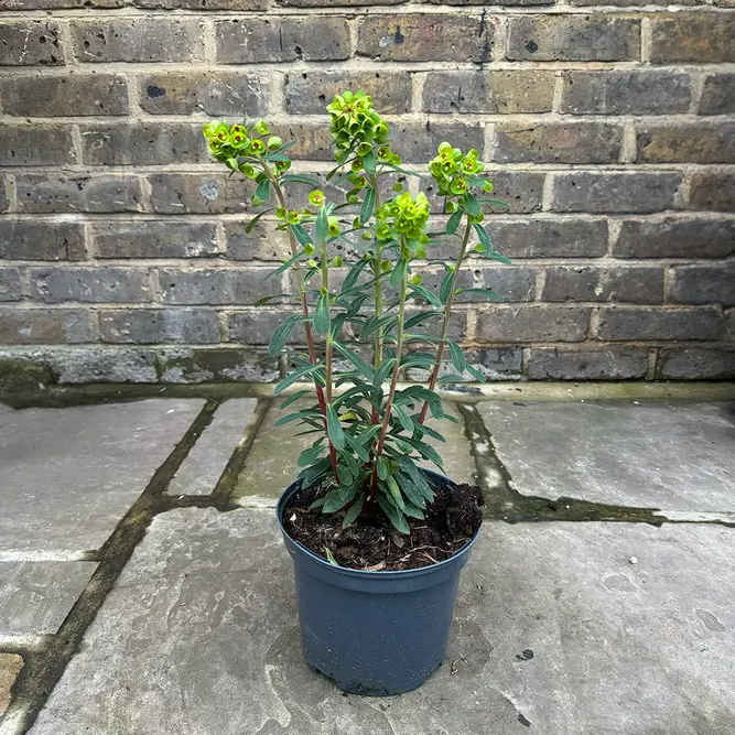 Euphorbia 'Cornigera' (Pot Size 2L) - image 3