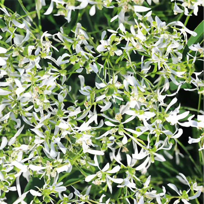 Euphorbia hypericifolia 'Diamond Frost' (Pot Size 10.5cm) Euphorbia 'Diamond Frost' - image 1