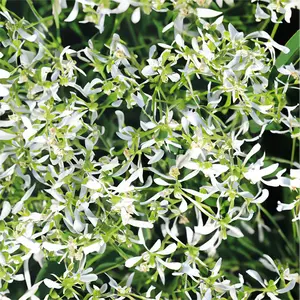 Euphorbia hypericifolia 'Diamond Frost' (Pot Size 10.5cm) Euphorbia 'Diamond Frost' - image 1