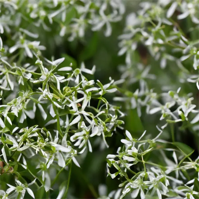 Euphorbia hypericifolia 'Diamond Frost' (Pot Size 10.5cm) Euphorbia 'Diamond Frost' - image 2