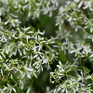 Euphorbia hypericifolia 'Diamond Frost' (Pot Size 10.5cm) Euphorbia 'Diamond Frost' - image 2