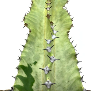 Euphorbia ingens 'Variegata' (Pot Size 17cm) - image 2
