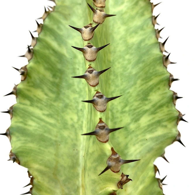 Euphorbia ingens 'Variegata' (Pot Size 17cm) - image 3