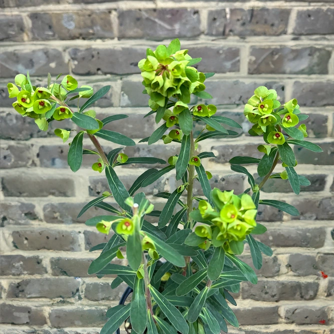 Euphorbia Martinii (Pot Size 3L) Martin's Spurge - image 1