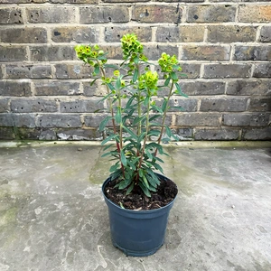 Euphorbia Martinii (Pot Size 3L) Martin's Spurge - image 2