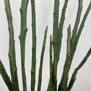 Euphorbia platyclada (Pot Size 12cm) The Dead Plant - image 2