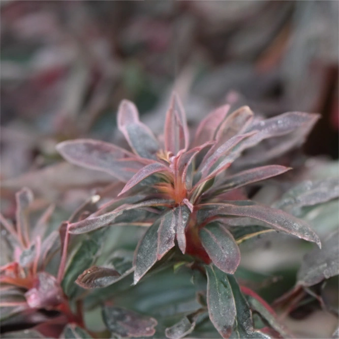 Euphorbia 'Purpurea' (Pot Size 17cm) Purpurea Spurge - image 1