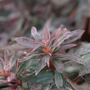 Euphorbia 'Purpurea' (Pot Size 17cm) Purpurea Spurge - image 1
