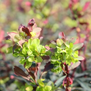Euphorbia 'Purpurea' (Pot Size 17cm) Purpurea Spurge - image 3