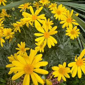 Euryops Pectinatus (Pot Size 14cm) Golden Daisy Bush - image 1