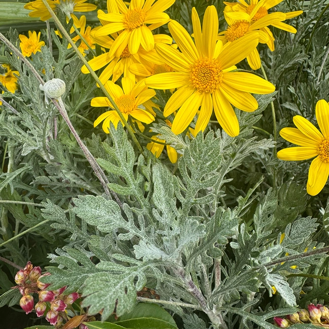 Euryops Pectinatus (Pot Size 14cm) Golden Daisy Bush - image 2