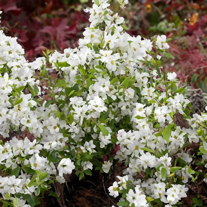 Exochorda Lotus Moon (Pot Size 3L)