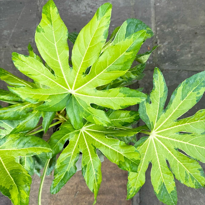 Fatsia Camouflage (Pot Size 3L) Japanese Aralia - image 1