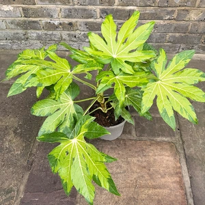 Fatsia Camouflage (Pot Size 3L) Japanese Aralia - image 3