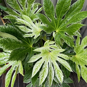 Fatsia japonica 'Spider's Web' (Pot Size 7.5L) Japanese Aralia Caster Oil Plant - image 3