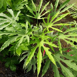 Fatsia polycarpa 'Green Fingers'