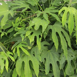 Fatsia polycarpa 'Green Fingers'