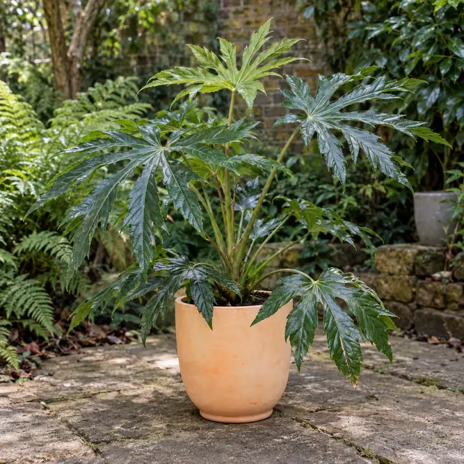 Fatsia polycarpa 'Needham's Form' (Pot Size 2L) Taiwan Lace Fatsia